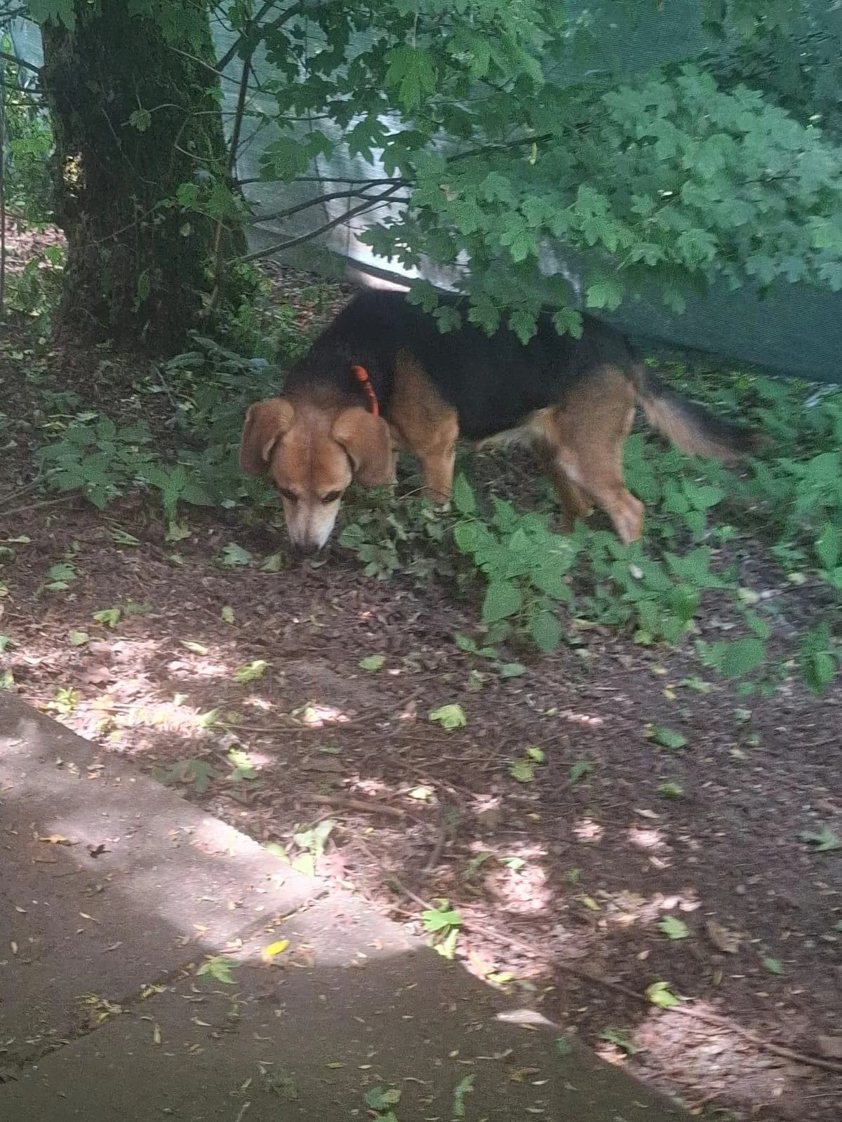 Josy, female senior Beagle for adoption at Tierheim Lindau e.V., Lindau