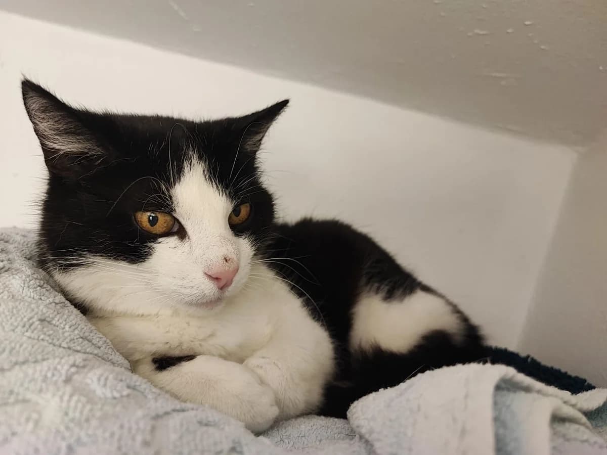 Minka, female senior mixed breed for adoption at Tierheim Lindau e.V., Lindau