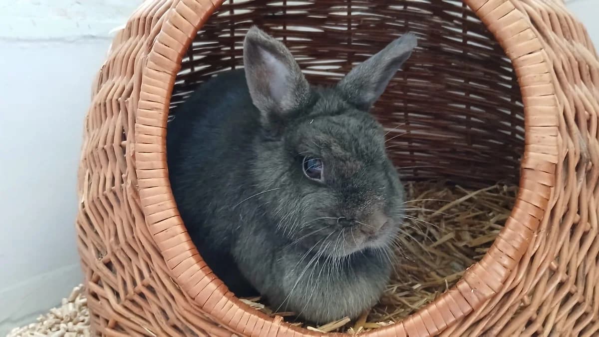 Chantal, female mixed breed for adoption at Tierheim Lindau e.V., Lindau