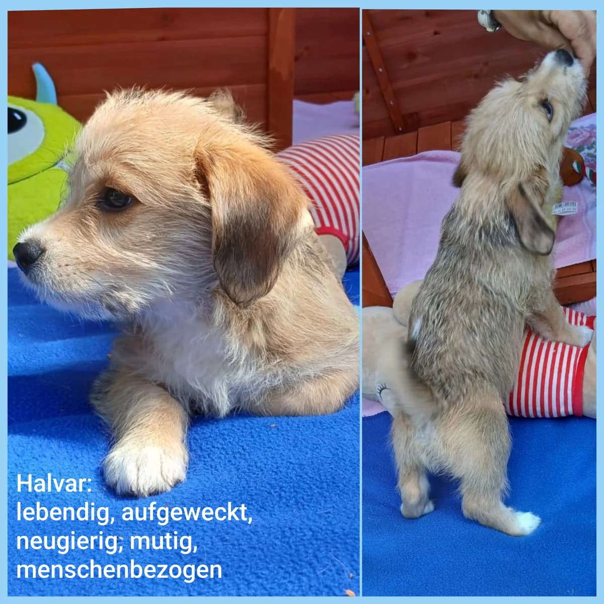 Halvar, male puppy Mixed Breed for adoption at Tierheim Lindau e.V., Lindau