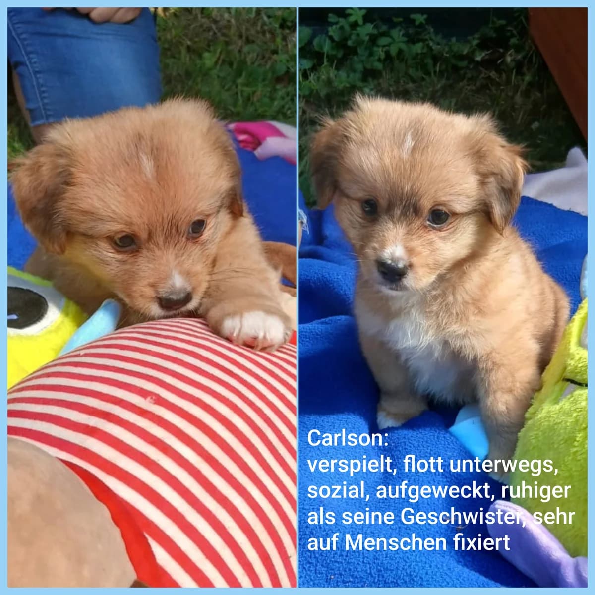 Carlson, male puppy Mixed Breed for adoption at Tierheim Lindau e.V., Lindau