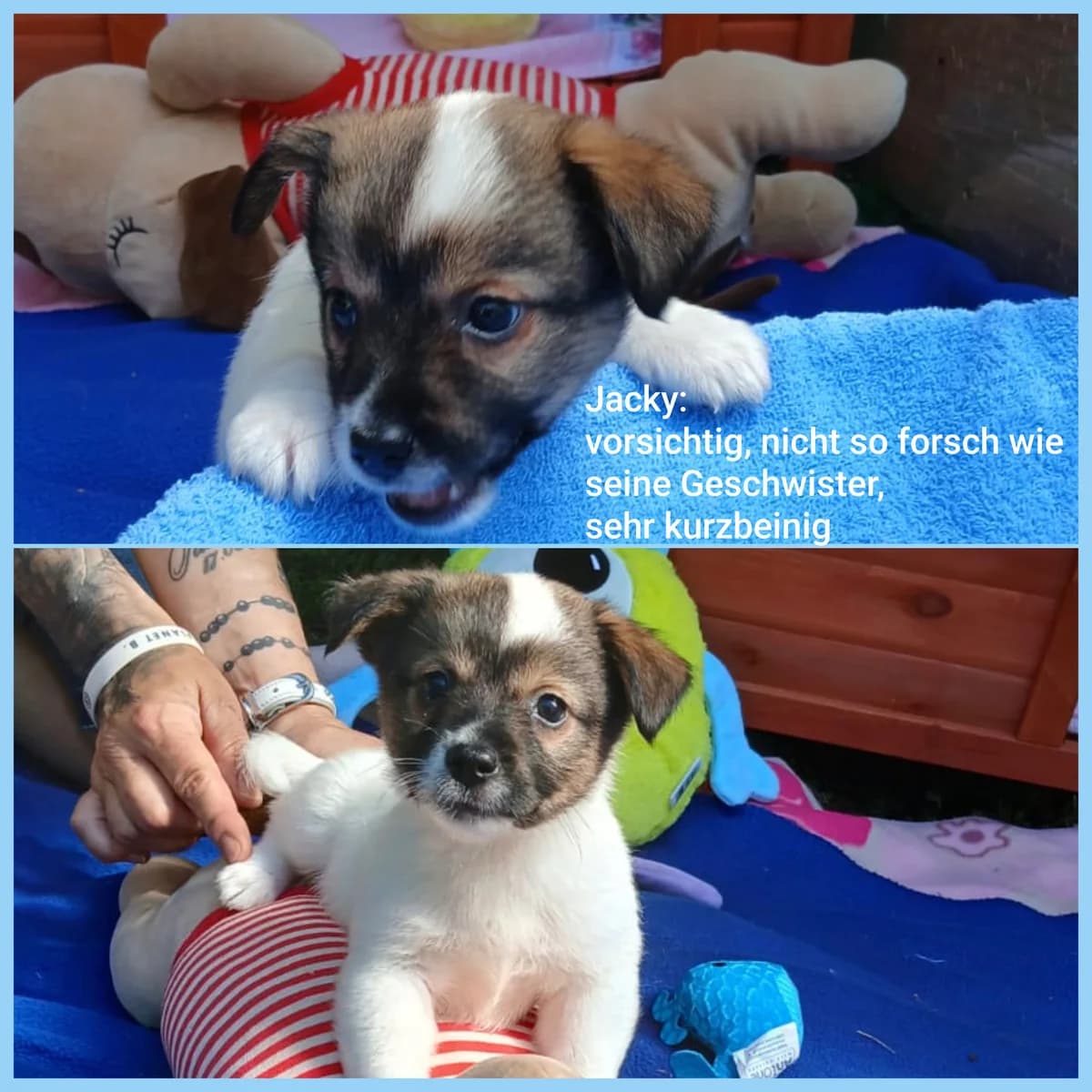 Jacky, male puppy Mixed Breed for adoption at Tierheim Lindau e.V., Lindau