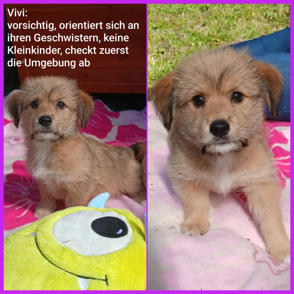 Vivi, female puppy Mixed Breed for adoption at Tierheim Lindau e.V., Lindau