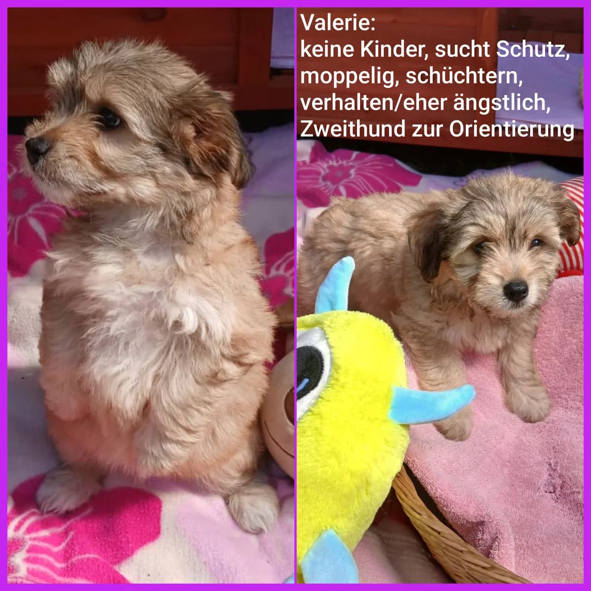 Valerie, female puppy Mixed Breed for adoption at Tierheim Lindau e.V., Lindau