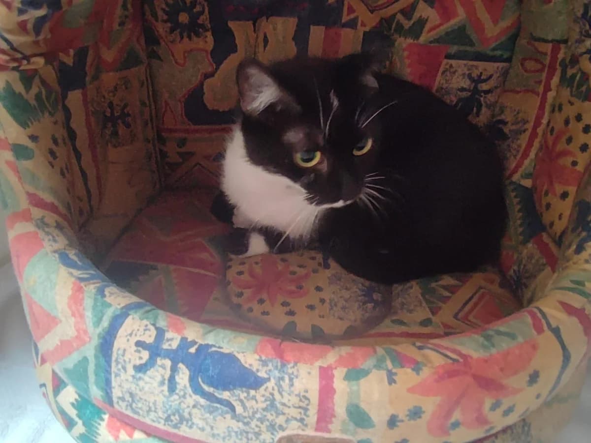 Kate, female 5yo mixed breed for adoption at Tierheim Lindau e.V., Lindau