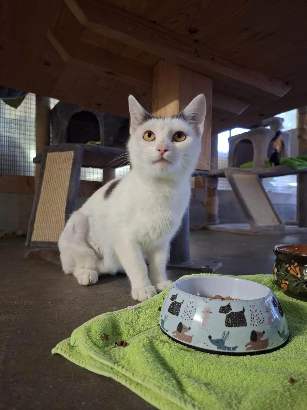 Maya, female 3yo mixed breed for adoption at Tierheim Lindau e.V., Lindau