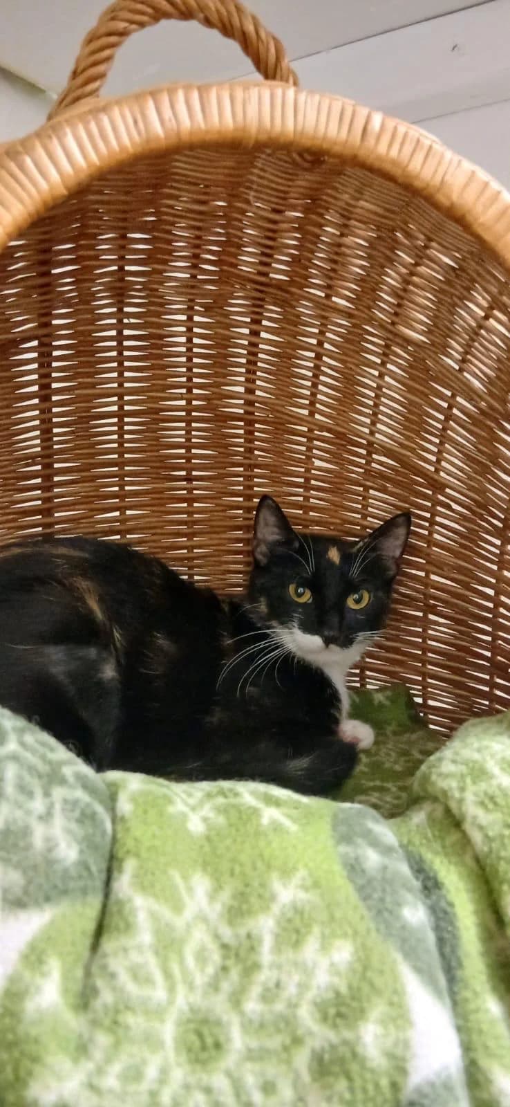 Mamacita, female young mixed breed for adoption at Tierheim Lindau e.V., Lindau