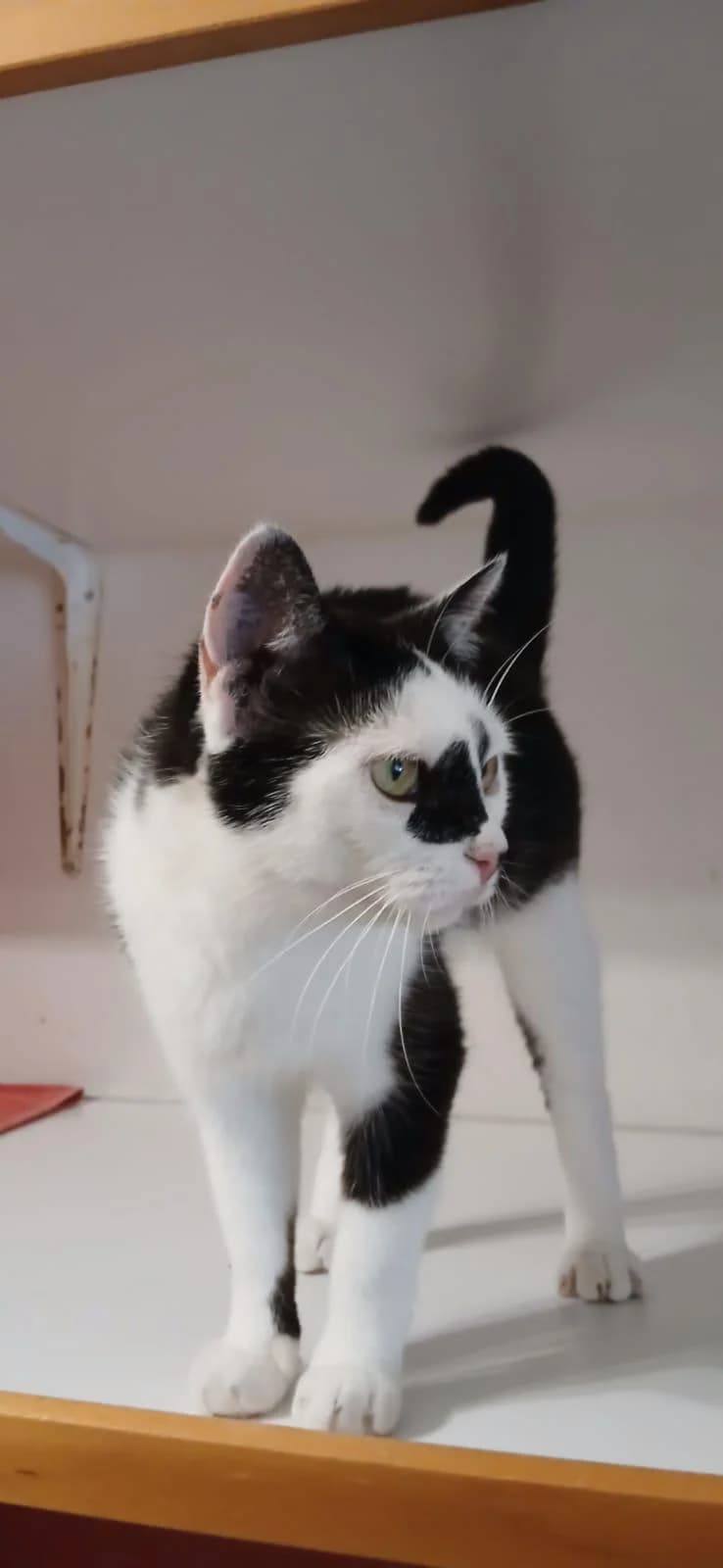 Fila, female senior mixed breed for adoption at Tierheim Lindau e.V., Lindau