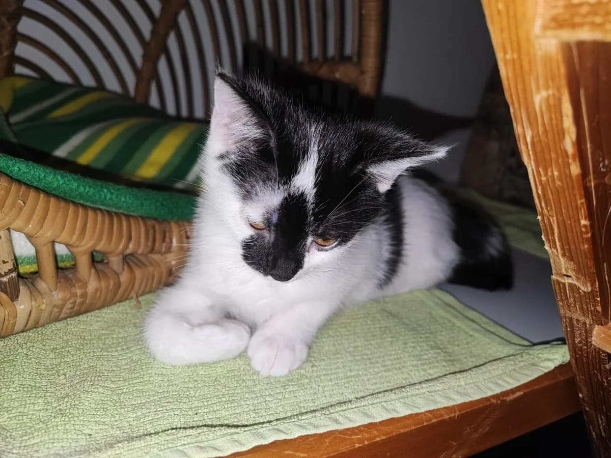 Carlotta, female puppy mixed breed for adoption at Tierheim Lindau e.V., Lindau