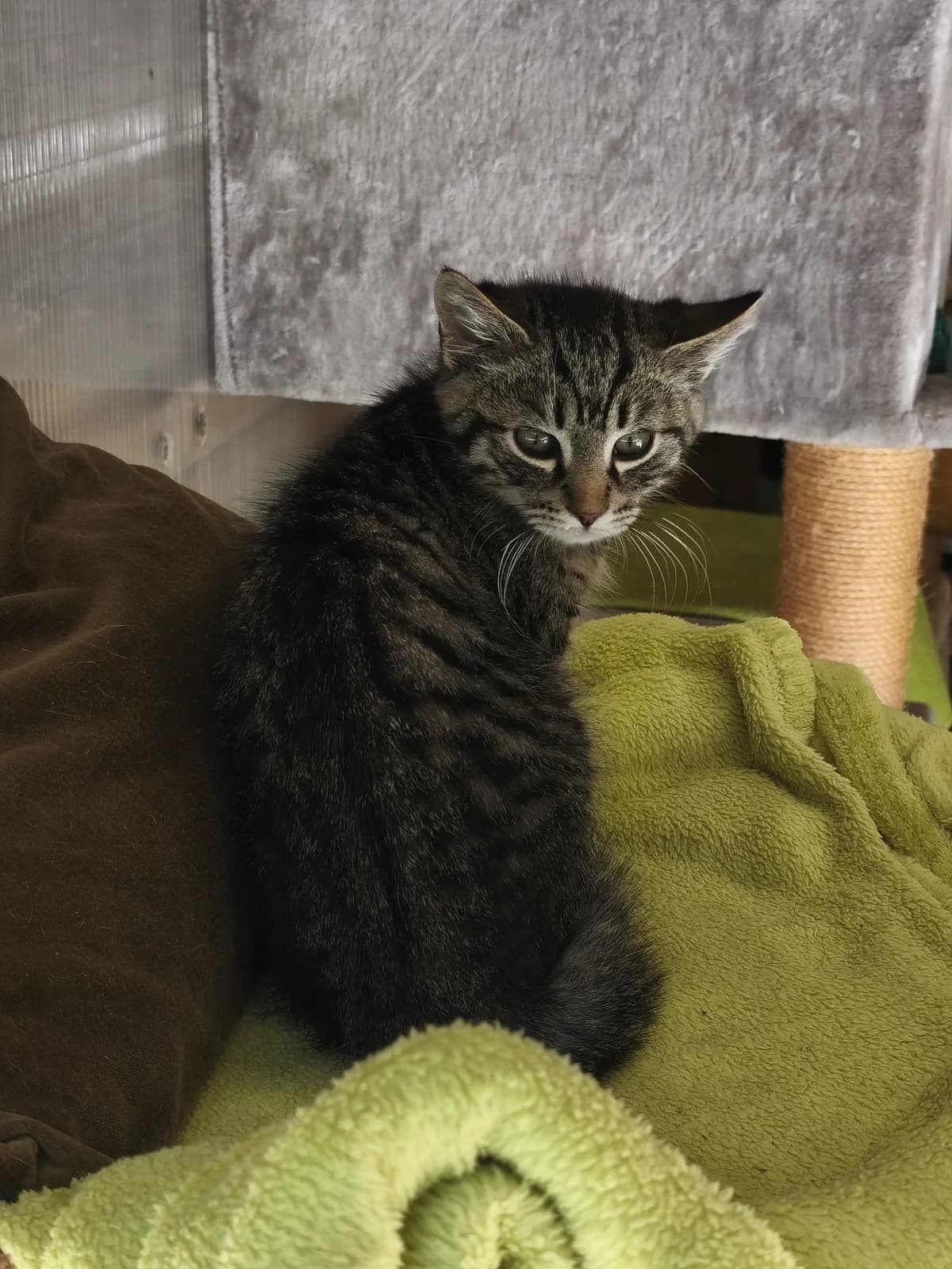 Sunny, male puppy mixed breed for adoption at Tierheim Lindau e.V., Lindau