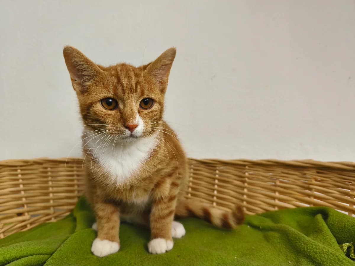 Haribo, male puppy mixed breed for adoption at Tierheim Lindau e.V., Lindau