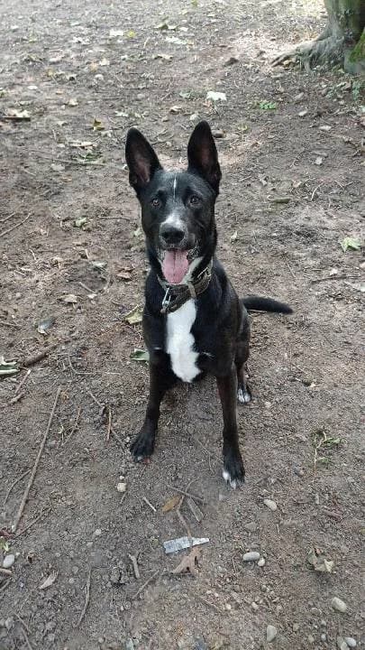 Fussel, male Mixed Breed for adoption at Tierheim Lindau e.V., Lindau