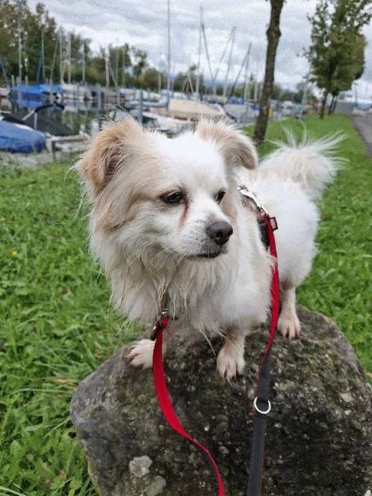 Simba, male senior Mixed Breed for adoption at Tierheim Lindau e.V., Lindau