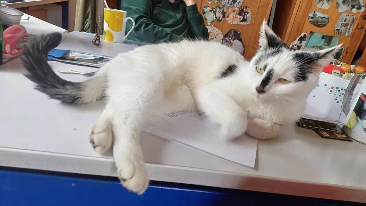 Snoopy, mixed breed for adoption at Tierheim Lindau e.V., Lindau