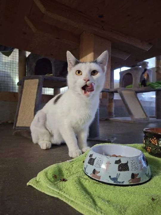 Maya, mixed breed for adoption at Tierheim Lindau e.V., Lindau