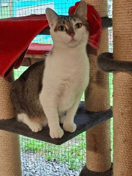 Cara, mixed breed for adoption at Tierheim Lindau e.V., Lindau