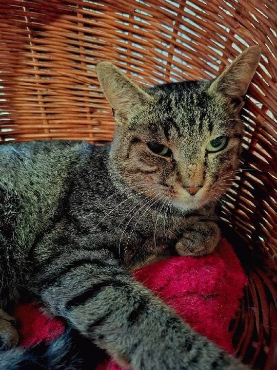 Arno, mixed breed for adoption at Tierheim Lindau e.V., Lindau