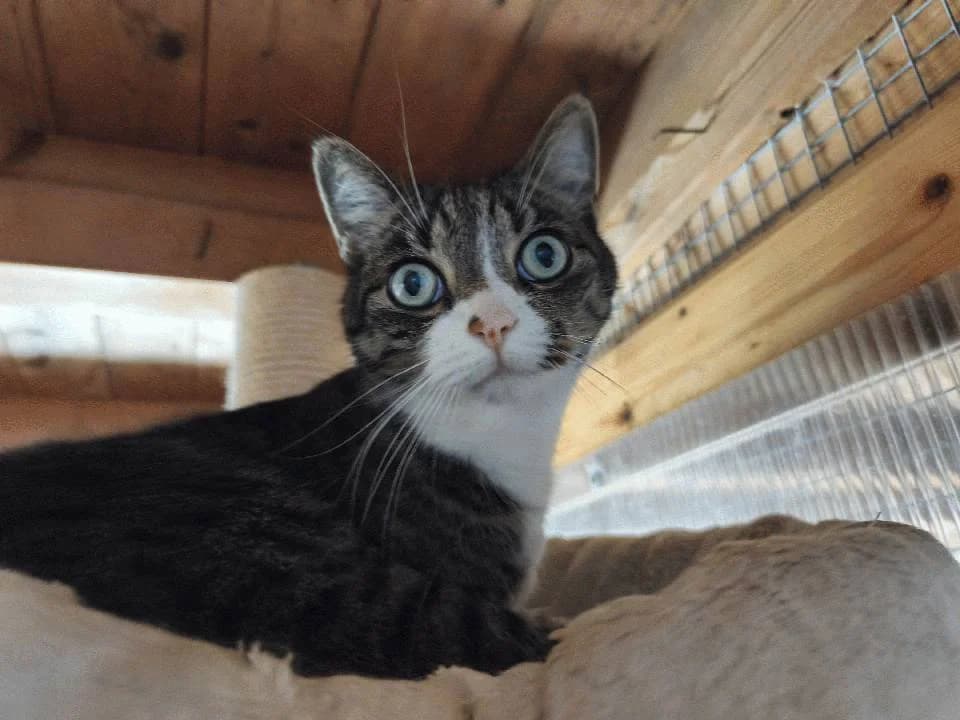 Herr MΓΌller, mixed breed for adoption at Tierheim Lindau e.V., Lindau