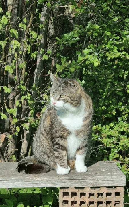 Katerle, mixed breed for adoption at Tierheim Lindau e.V., Lindau