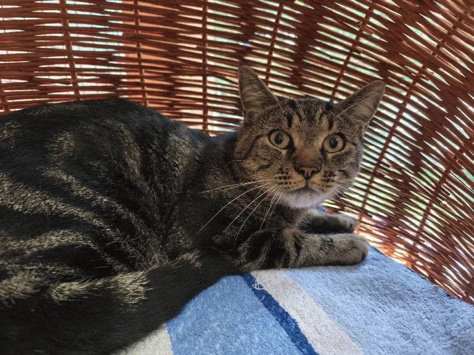 Andi, mixed breed for adoption at Tierheim Lindau e.V., Lindau