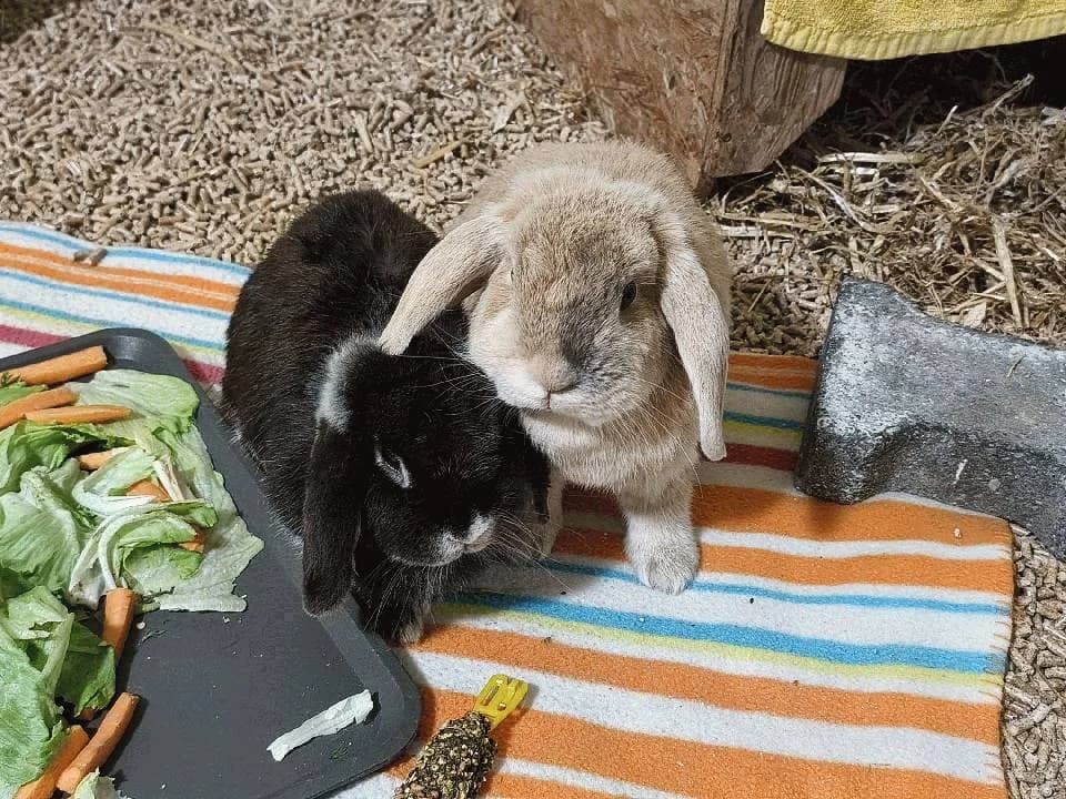 Arielle und Venus, female mixed breed for adoption at Tierheim Lindau e.V., Lindau