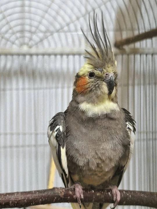 Kimi, sand mixed breed for adoption at Tierheim Lindau e.V., Lindau
