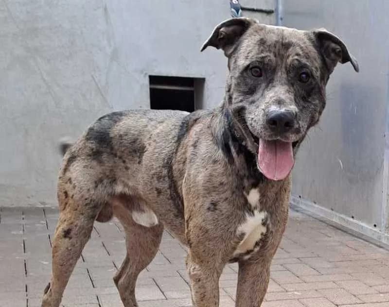 Arturo, male 5yo Mixed Breed for adoption at Tierheim Linxbachhof