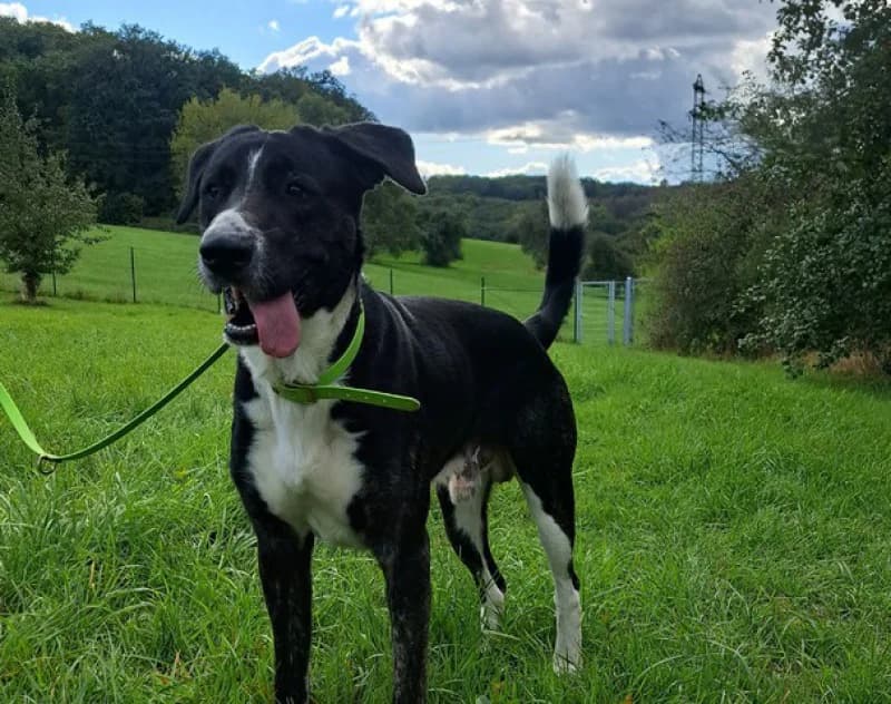Goliath, male 5yo Mixed Breed for adoption at Tierheim Linxbachhof