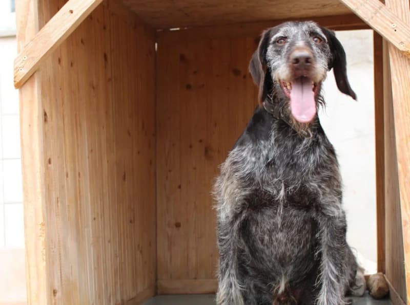 Goofy, male 7yo mixed breed for adoption at Tierheim Linxbachhof