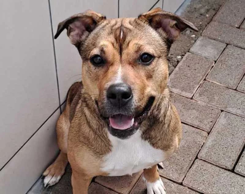 Grace, female 4yo Mixed Breed for adoption at Tierheim Linxbachhof