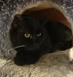 Humpel, schwarz male 6yo mixed breed for adoption at Tierheim Linxbachhof