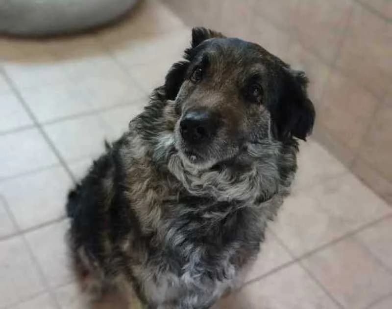 Keks, male senior Mixed Breed for adoption at Tierheim Linxbachhof