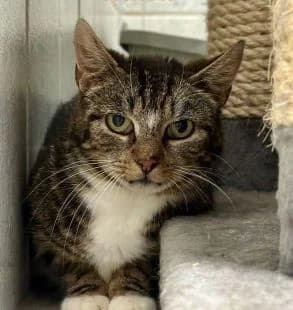 Mimi, getigert female 7yo mixed breed for adoption at Tierheim Linxbachhof