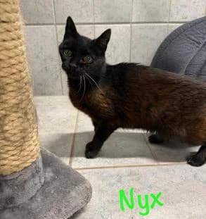 NYX, schwarz female mixed breed for adoption at Tierheim Linxbachhof