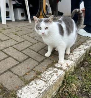 Sandro, Mixed Breed for adoption at Tierheim Linxbachhof
