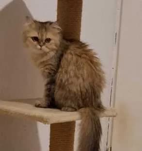 Sila, braun female Persian for adoption at Tierheim Linxbachhof