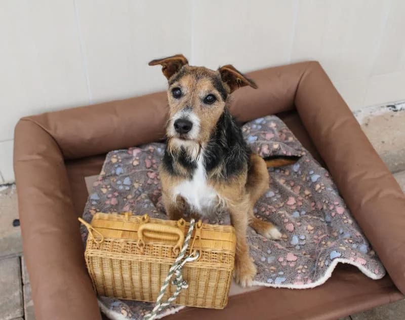 Struppi, male senior mixed breed for adoption at Tierheim Linxbachhof