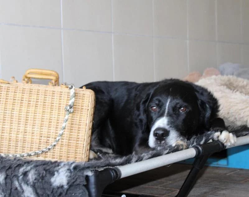 Wotan, male senior Rottweiler for adoption at Tierheim Linxbachhof