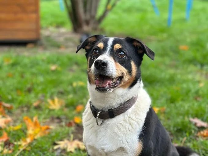 Jacky, Tricolor male senior Jack Russell Terrier for adoption at Tierheim Lippstadt, Lippstadt