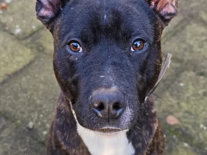 Buddy, gestromt mit weißen Abzeichen male young Patterdale Terrier for adoption at Tierheim Lippstadt, Lippstadt
