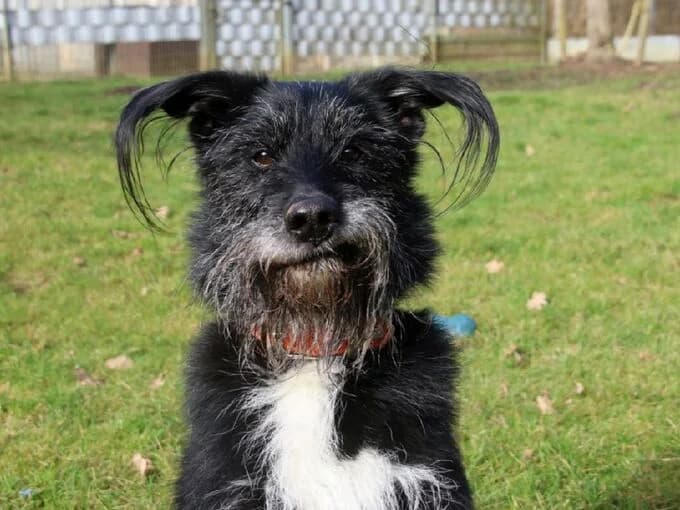 Marley, schwarz, weiße Abz. male mixed breed for adoption at Tierheim Lippstadt, Lippstadt