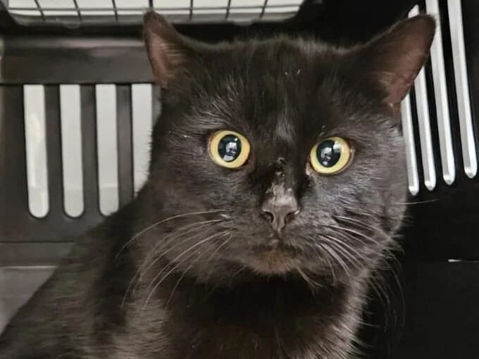 Neptun, schwarz male mixed breed for adoption at Tierheim Lippstadt, Lippstadt