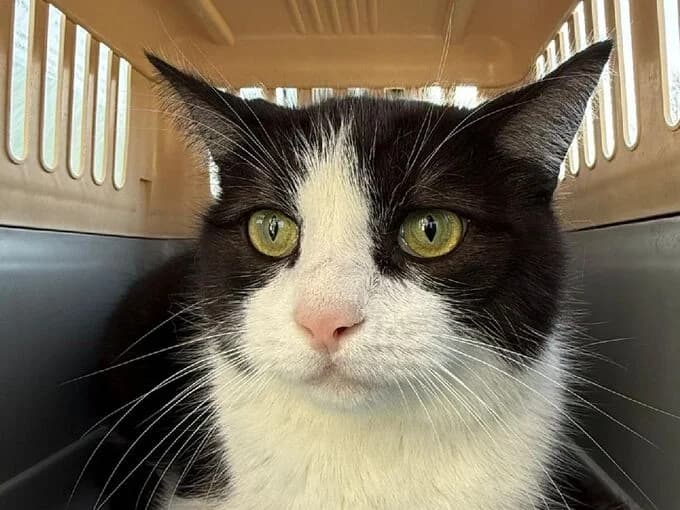 Keven, Schwarz, weiße Abzeichen male mixed breed for adoption at Tierheim Lippstadt, Lippstadt