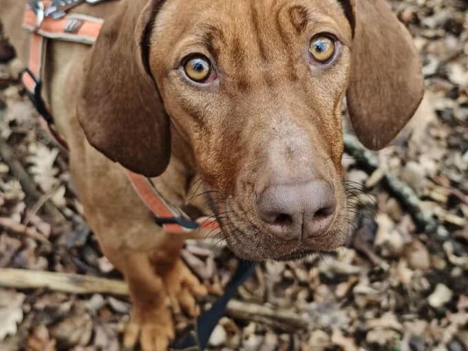 Fiona, Braun female Rhodesian Ridgeback for adoption at Tierheim Lippstadt, Lippstadt