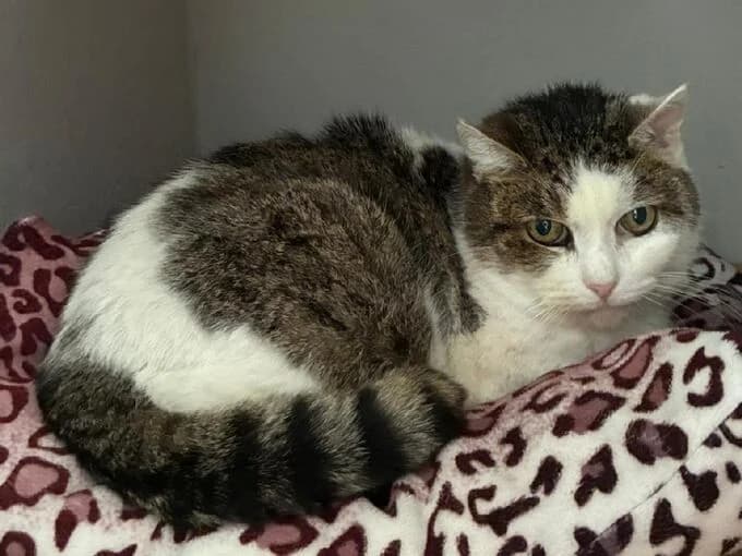 Rustikarla (Mia), getigert, braun, weiss female mixed breed for adoption at Tierheim Lippstadt, Lippstadt