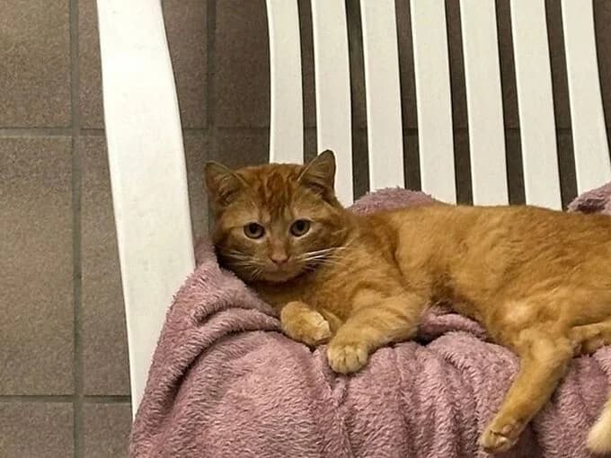 Schnecke (& Spinne), rot female European Shorthair for adoption at Tierheim Lippstadt, Lippstadt