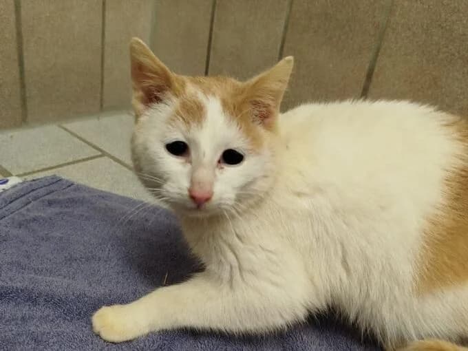 Quietsche, weiß-hellrot female mixed breed for adoption at Tierheim Lippstadt, Lippstadt