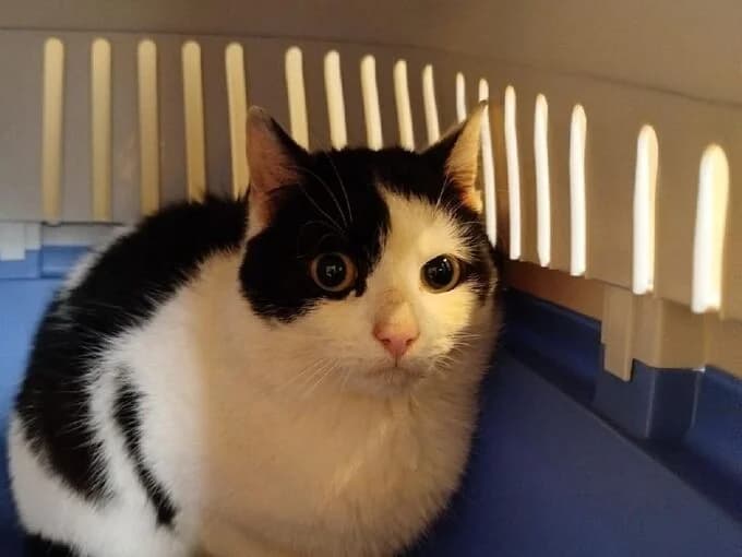 Spinne (& Schnecke), Schwarz-Weiß male mixed breed for adoption at Tierheim Lippstadt, Lippstadt