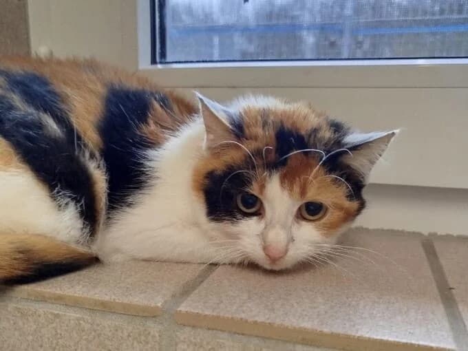 Sunshine, Tricolor female mixed breed for adoption at Tierheim Lippstadt, Lippstadt