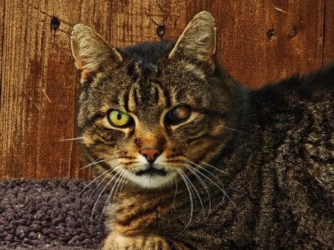 Litschi, Braun getigert male mixed breed for adoption at Tierheim Lippstadt, Lippstadt